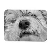 コトン・ド・チュラードッグ マグネット (横)