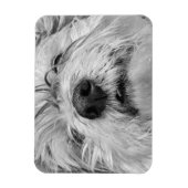 コトン・ド・チュラードッグ マグネット (縦)