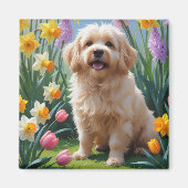 コトン・ド・テュレア 犬 春の花の絵画 マグネット (正面)