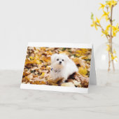 コトン・ド・トゥルイヤーさんHAPPY 50誕生日 カード (黄色い花)