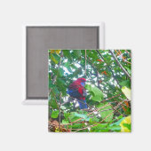 コトーンイースターの東部ロセラ – マグネット (正面/裏面)