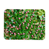 コトーンイースター水平 マグネット (横)