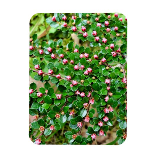 コトーンイースター水平 マグネット (縦)