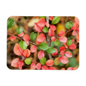 コトーンイースター水平 マグネット (横)