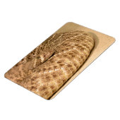 コナガガラガラヘビ マグネット (左側)