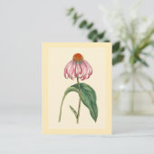 コナフロアーボタニカルイラストレーション ポストカード (スタンド正面)