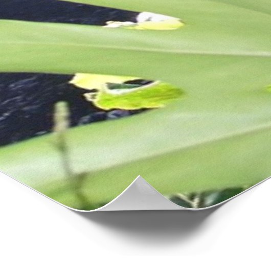 コナ滝ポスター ポスター (角)