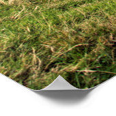 コニストン葉書クッションの老人 ポスター (角)