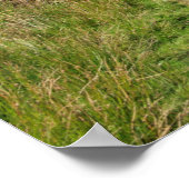 コニストン葉書クッションの老人 ポスター (角)