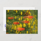 コニホフィアウバリアオレンジフラワーディハガキ ポストカード (正面/裏面)