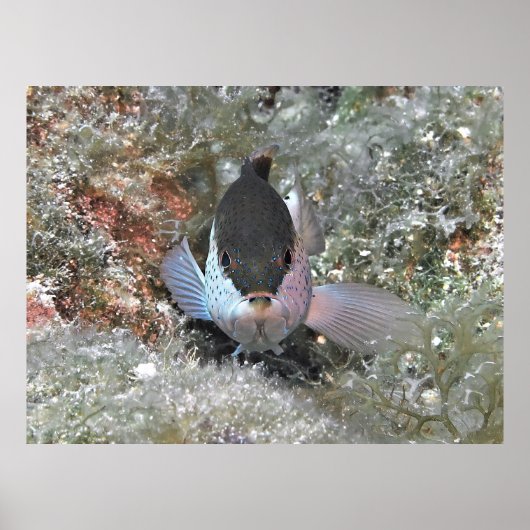 コニー ポスター (正面)