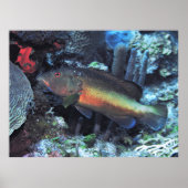 コニー ポスター (正面)