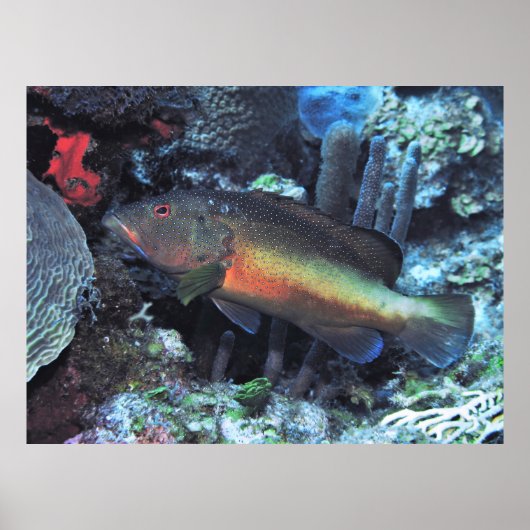 コニー ポスター (正面)