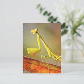 コネチカットの祈るカマキリ ポストカード (スタンド正面)