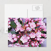 コネチカット山ローレル ポストカード (正面/裏面)