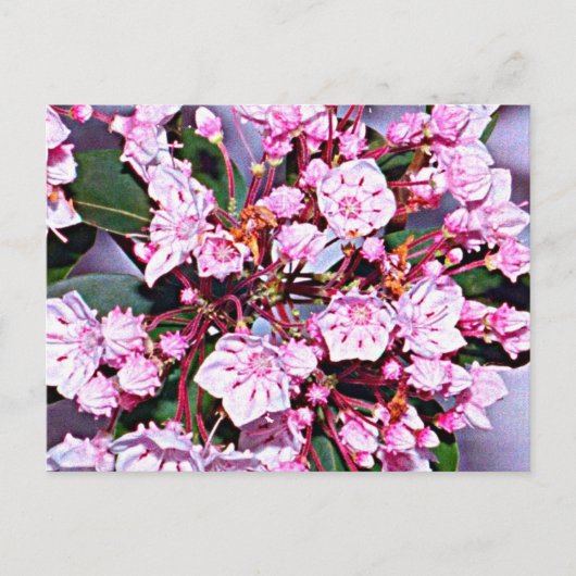 コネチカット山ローレル ポストカード (正面)