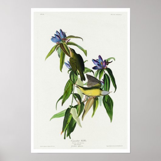 コネチカット州ウォーブラーバイアウドゥボンポスター ポスター (正面)