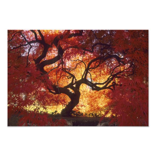 コネチカット州：ダリエン、日本かえで 'Acer フォトプリント (正面)