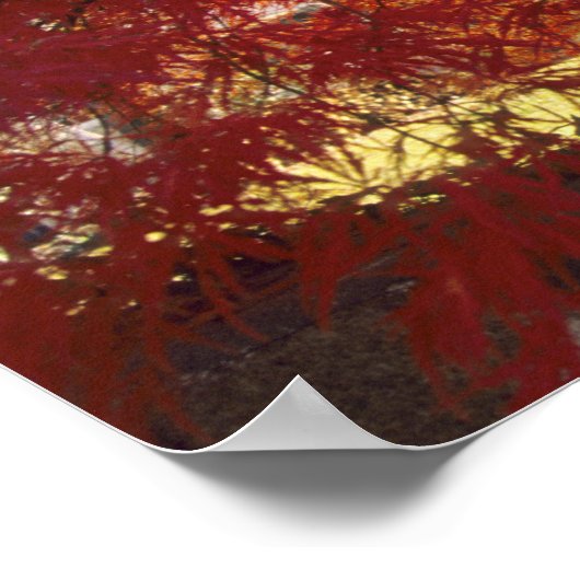 コネチカット州:ダリ日本のエン、カエデ「Acer」 ポスター (角)