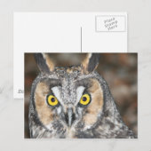 コノハズク ポストカード (正面/裏面)