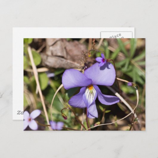 コハクチョウソウとワスレナグサ ポストカード (正面/裏面)