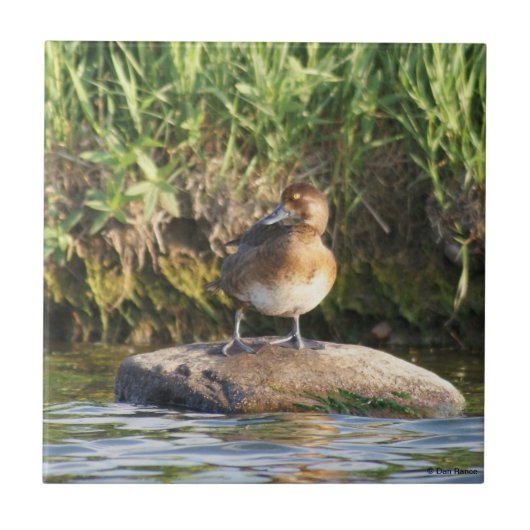コバシガモ タイル (正面)