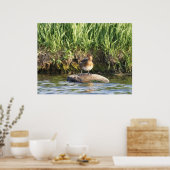 コバシガモ ポスター (キッチン)