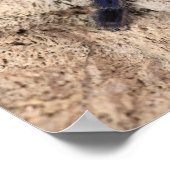 コバルトブルータランチュラスパイダー ポスター (角)