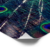 コバルトブルーピーコック折り畳みグリーティングカード ポスター (コーナー)