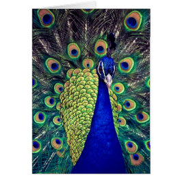 コバルトブルーピーコック