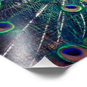 コバルトブルーピーコック フォトプリント (角)