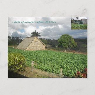 コヒバ・バイクス？ ポストカード