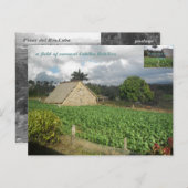 コヒバ・バイクス? ポストカード (正面/裏面)