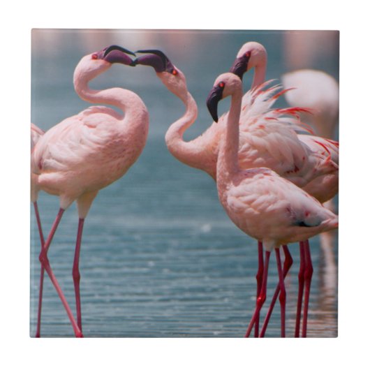 コビトフラミンゴ(学名:Phoenicopterus Minor)2羽のオス タイル (正面)