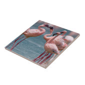 コビトフラミンゴ(学名:Phoenicopterus Minor)2羽のオス タイル (側面)