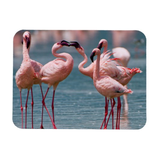 コビトフラミンゴ(Phoenicopterus Minor)2羽のオス マグネット (横)