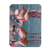 コビトフラミンゴ(Phoenicopterus Minor)2羽のオス マグネット (縦)