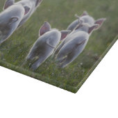 コブタのまな板の群れ カッティングボード (角)