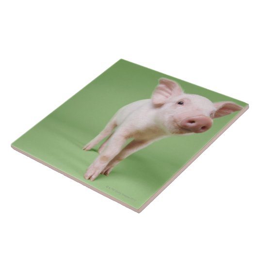 コブタの地位 タイル (側面)