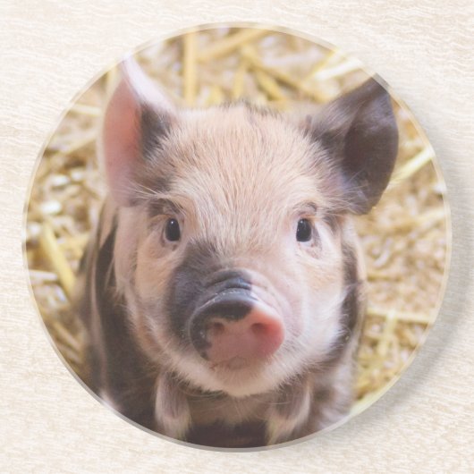 コブタ コースター (正面)