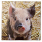 コブタ タイル (正面)