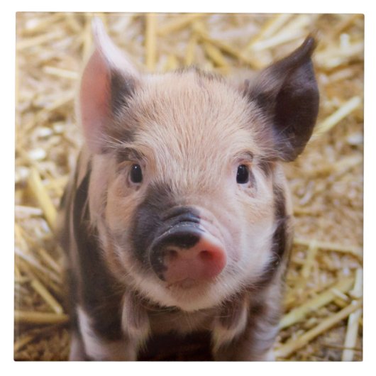 コブタ タイル (正面)