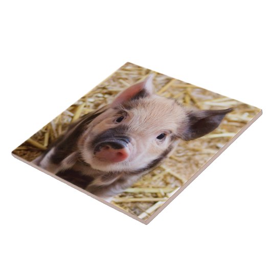 コブタ タイル (側面)