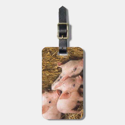 コブタ ラゲッジタグ (正面縦)