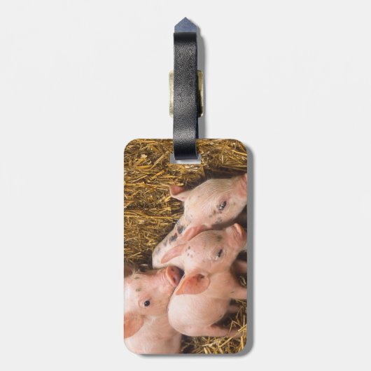 コブタ ラゲッジタグ (裏面縦)