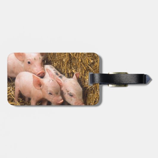 コブタ ラゲッジタグ (裏面横)