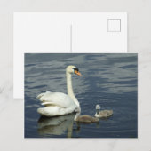 コブハクチョウおよびCygnets シーズンポストカード (正面/裏面)