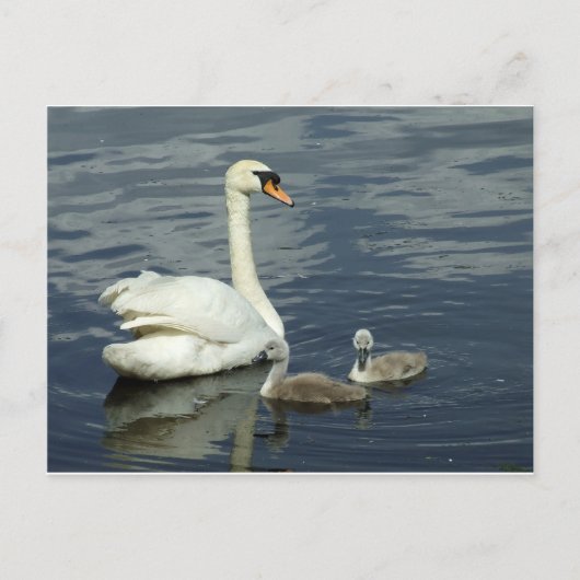コブハクチョウおよびCygnets シーズンポストカード (正面)