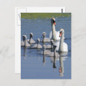 コブハクチョウの家族 ポストカード (正面/裏面)