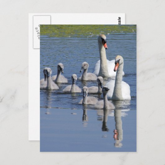 コブハクチョウの家族 ポストカード (正面/裏面)